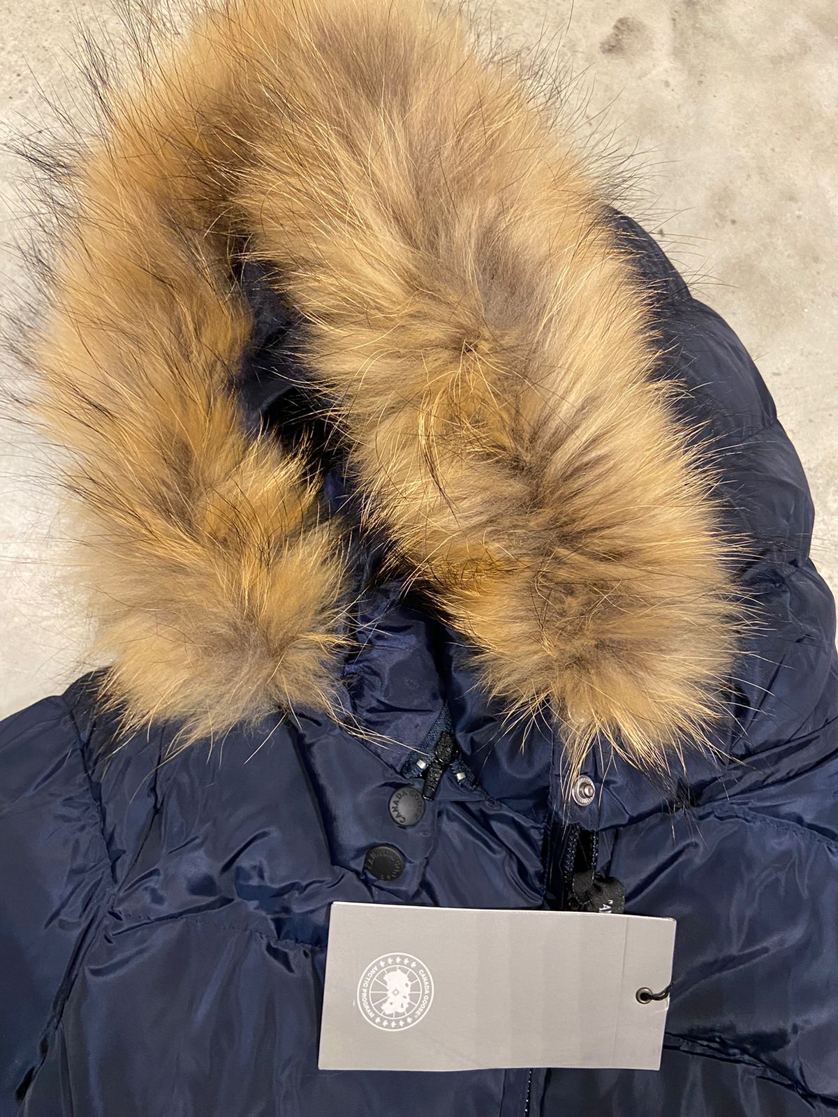 Canada goose blue